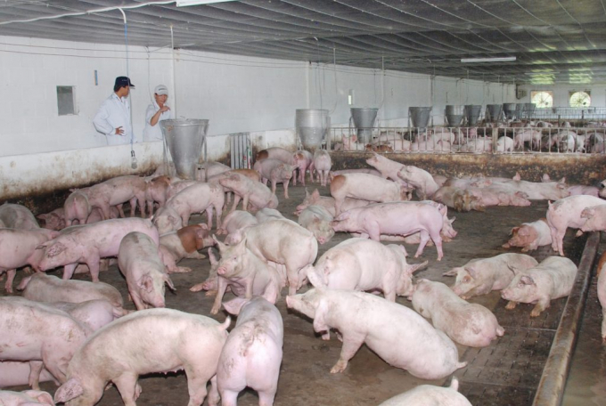 Quản lý chất thải trong lĩnh vực chăn nuôi tại Việt Nam